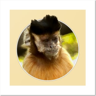 Tufted capuchin Posters and Art